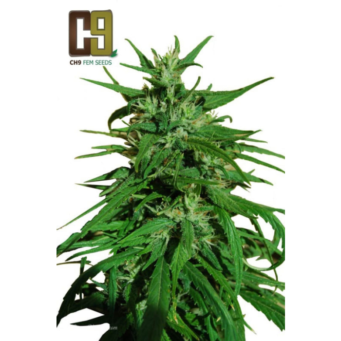Afghan Haze 33
