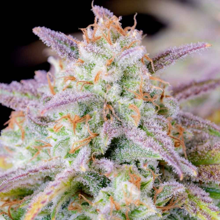 Afghan Kush Auto