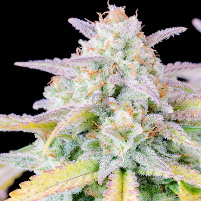Afghan Kush Auto