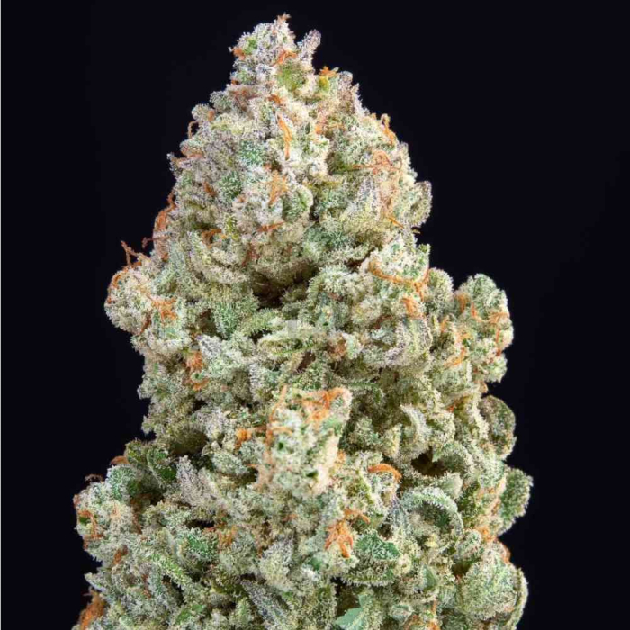 Afghan Kush Auto