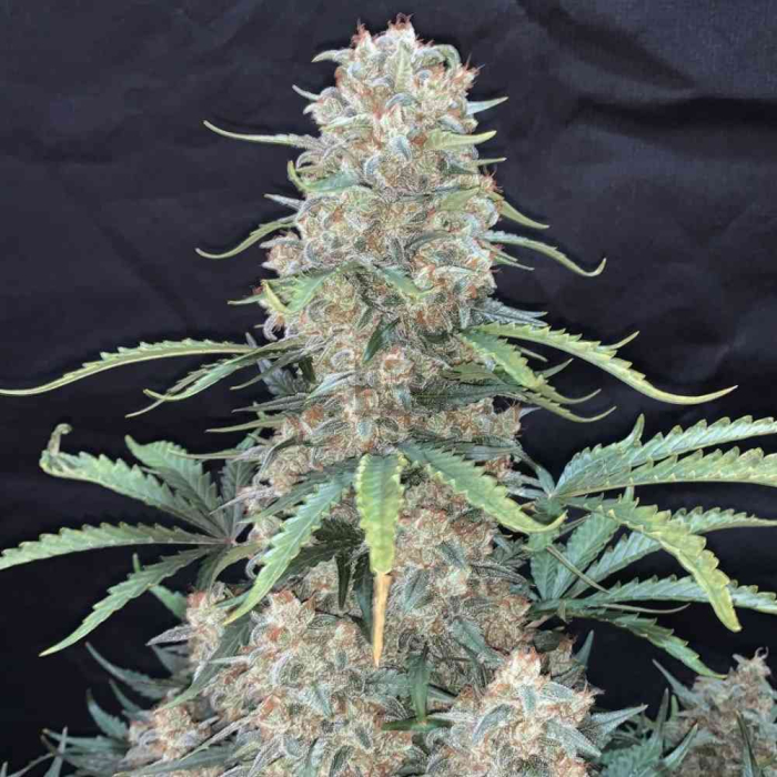 Afghan Kush Auto