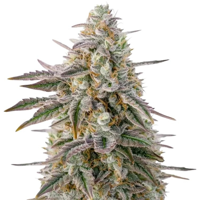 Air Lemon (Super Lemon Haze x RS11)