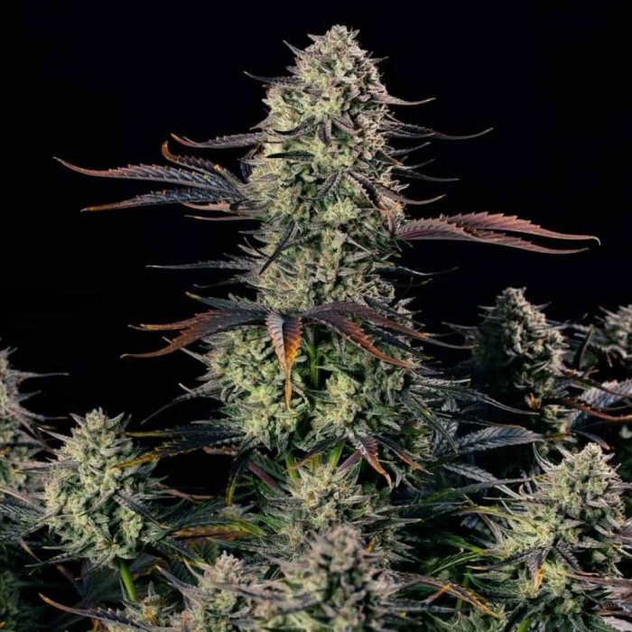 Alien Gas XXL Auto Alien Gas XXL Auto