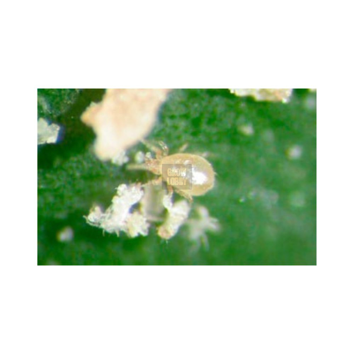 AMBLYcontrol (Neoseiulus Cucumeris)