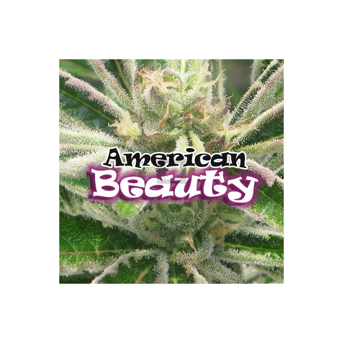 American Beauty