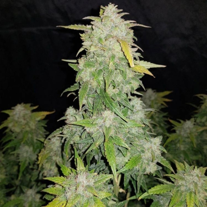 Amnesia Auto