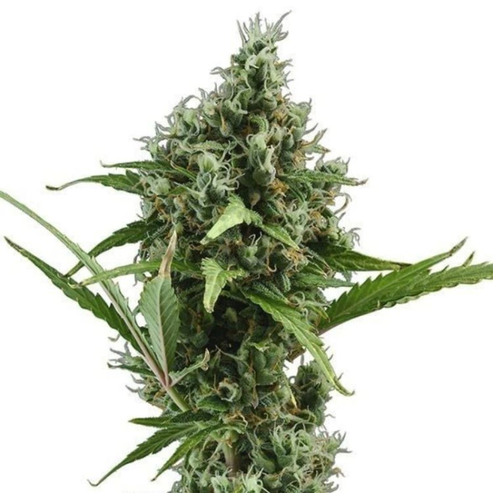 Amnesia Auto