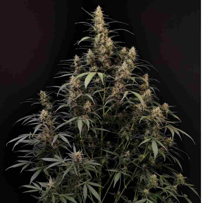 Amnesia Haze Auto