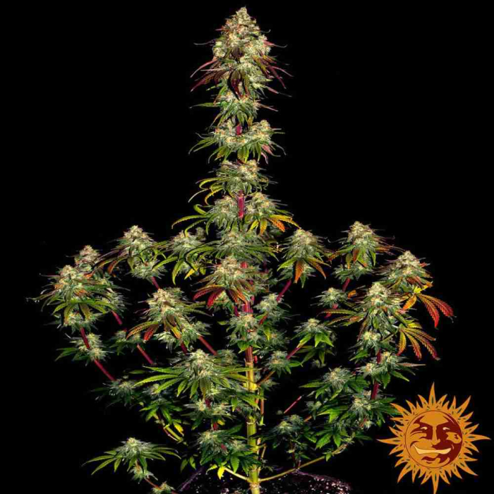 Amnesia Lemon