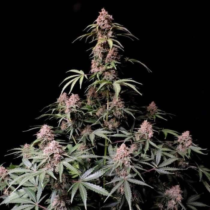 Amnesia Zkittlez Auto