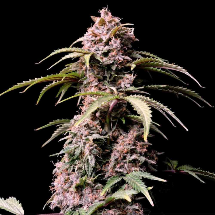 Amnesia Zkittlez Auto