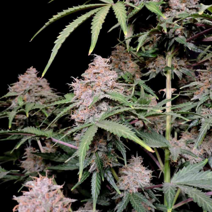Amnesia Zkittlez Auto
