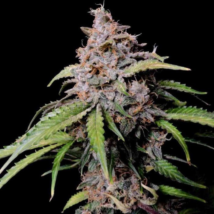 Amnesia Zkittlez Auto