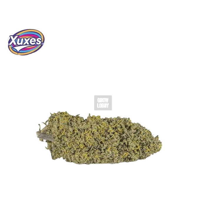 Amnesia CBD