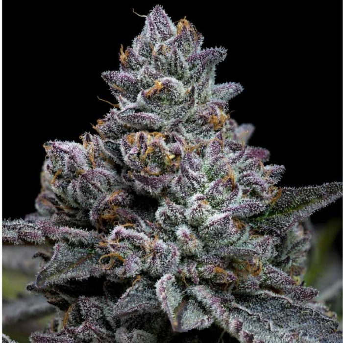 Apple Fritter