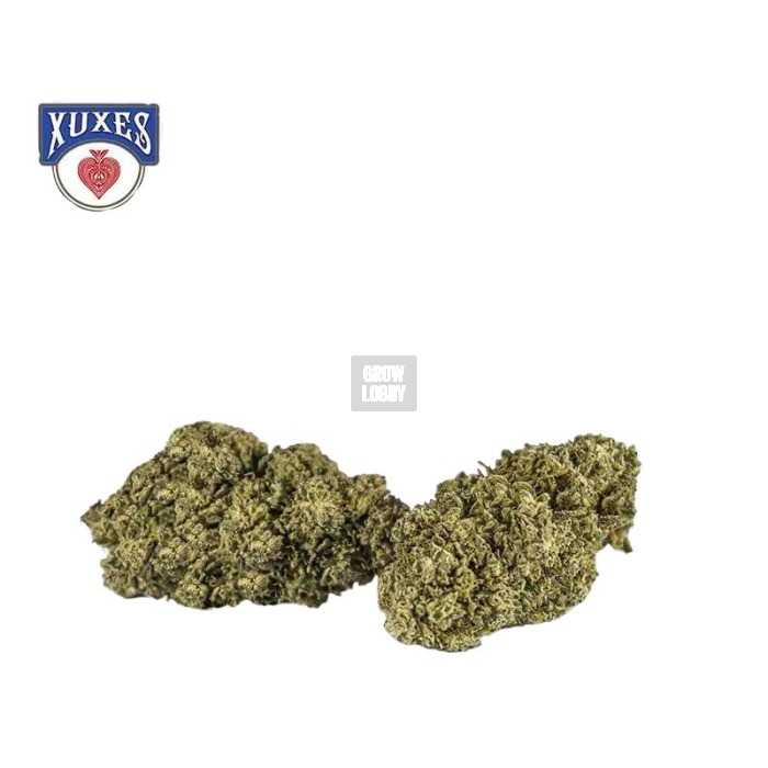Apple Jack CBD XUXES