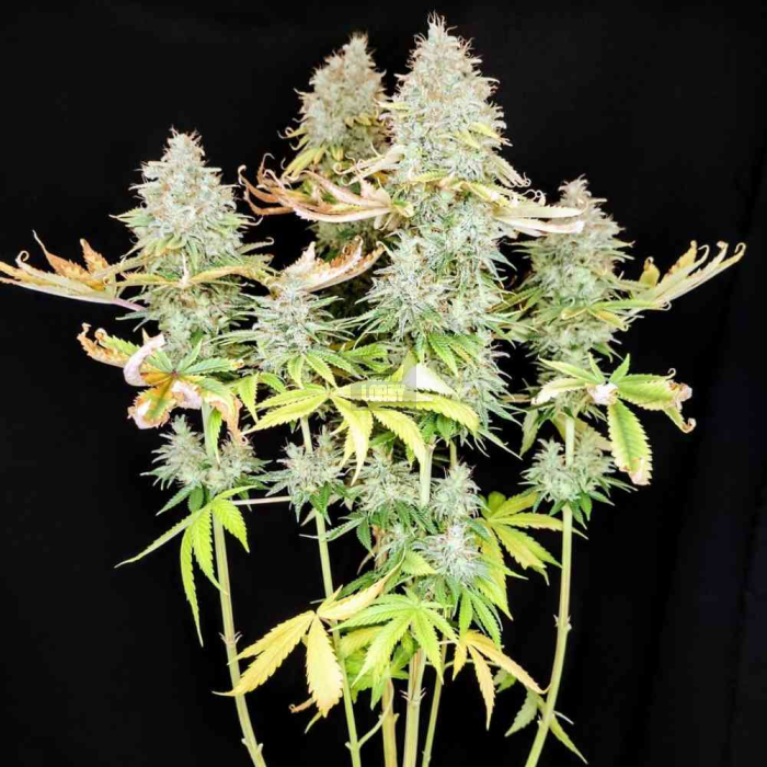 Apple OG