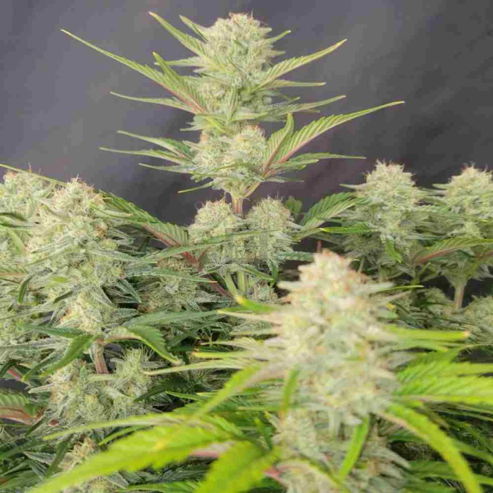 Apricot Auto