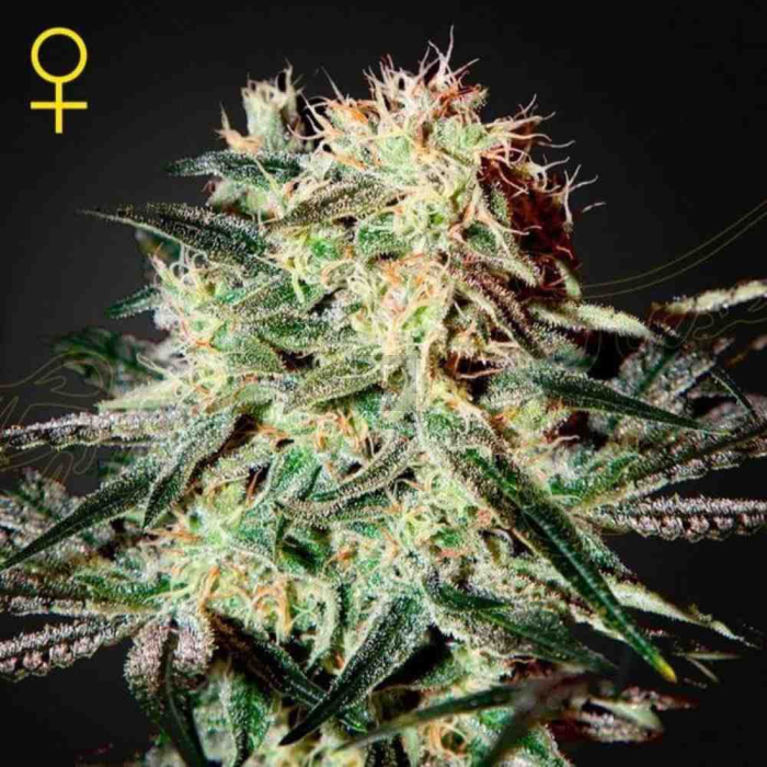 Arjan´s Strawberry Haze