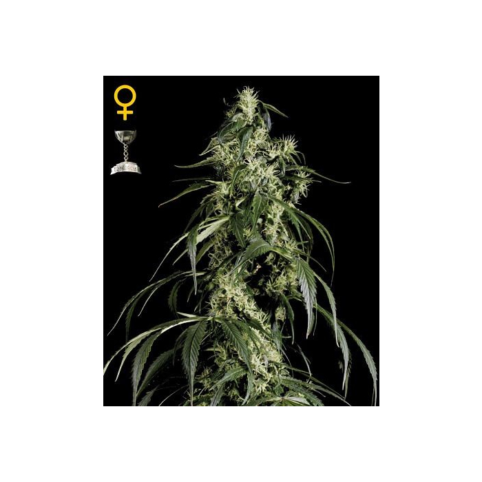Arjan's Haze 1 feminizada Arjan's Haze 1 feminizada