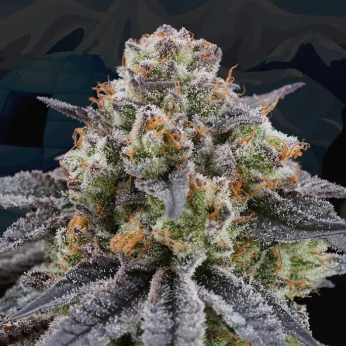 Artic Cherries (Zkittlez Cake X Divorce Cake X Cherrytini)