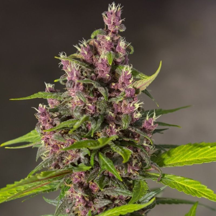 Bloody Skunk Auto