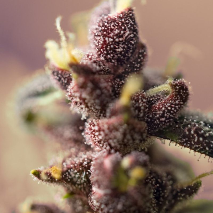 Bloody Skunk Auto