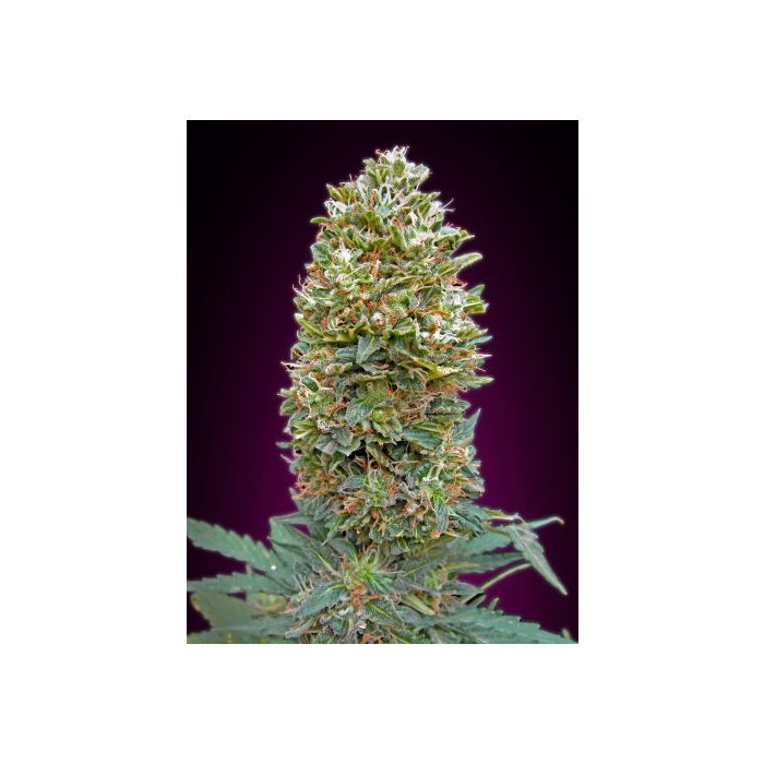 Auto Bubble Gum Auto Bubble Gum