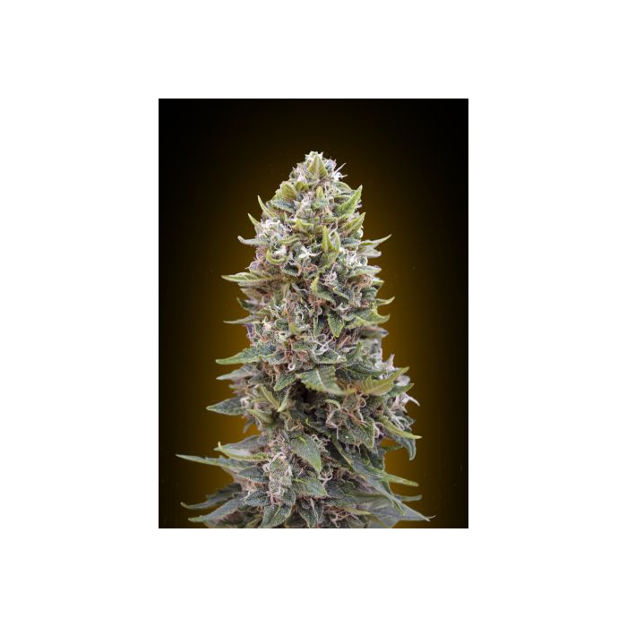 Auto Cheeseberry Auto Cheeseberry