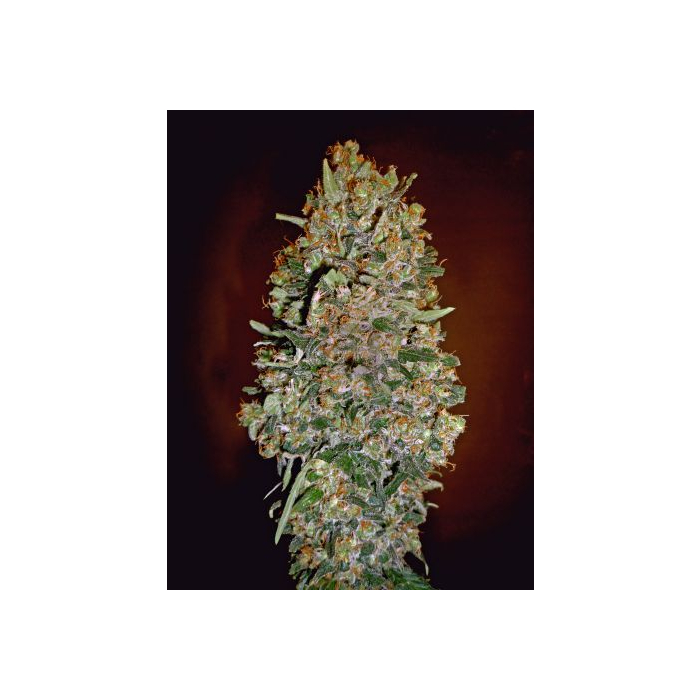 Auto Chocolate Skunk