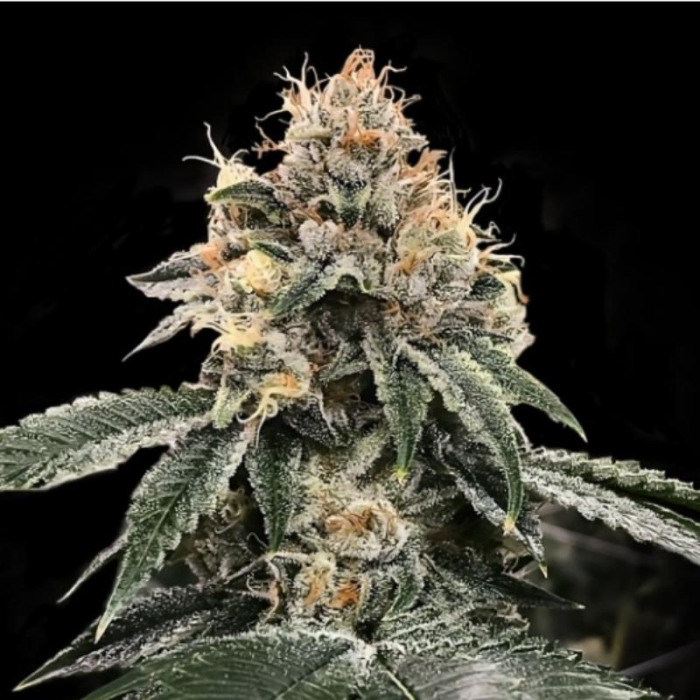 HG23 Michael Jordan Auto