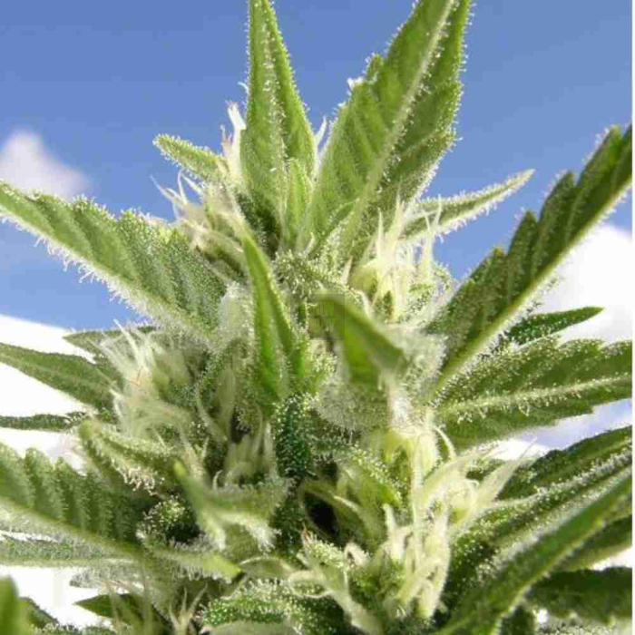 Auto King Kong