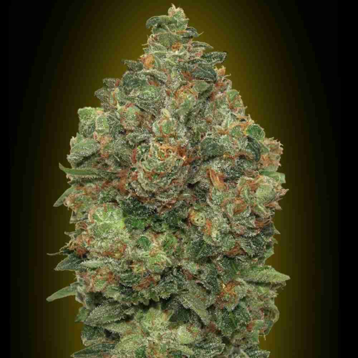 Auto Low Girl