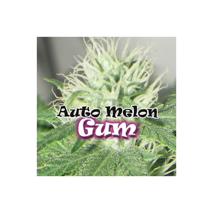 Auto Melon Gum Auto Melon Gum