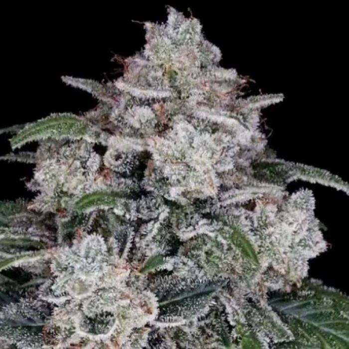 Return of the MAC Auto