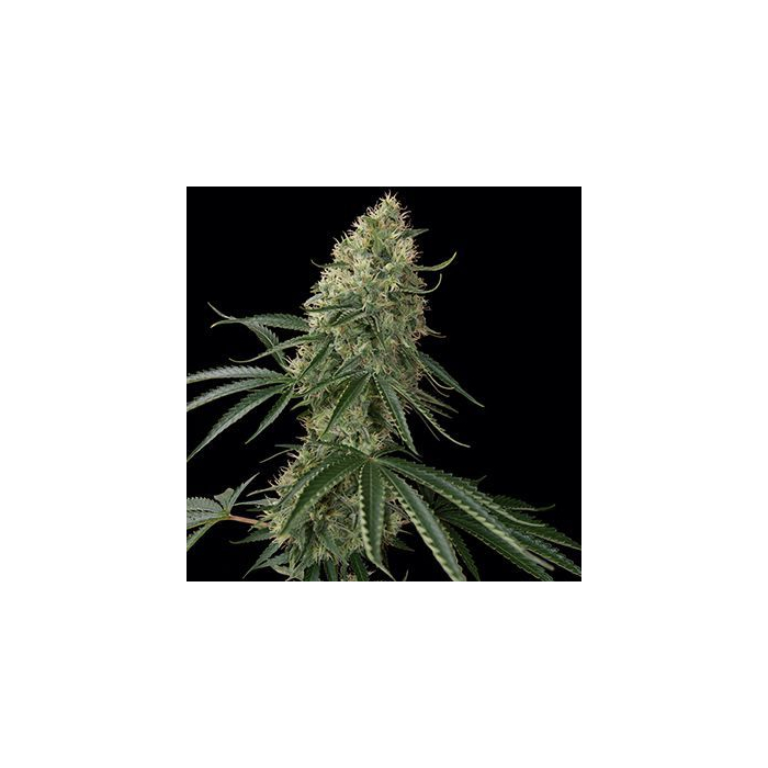 Sin Tra Bajo Auto Sin Tra Bajo Auto