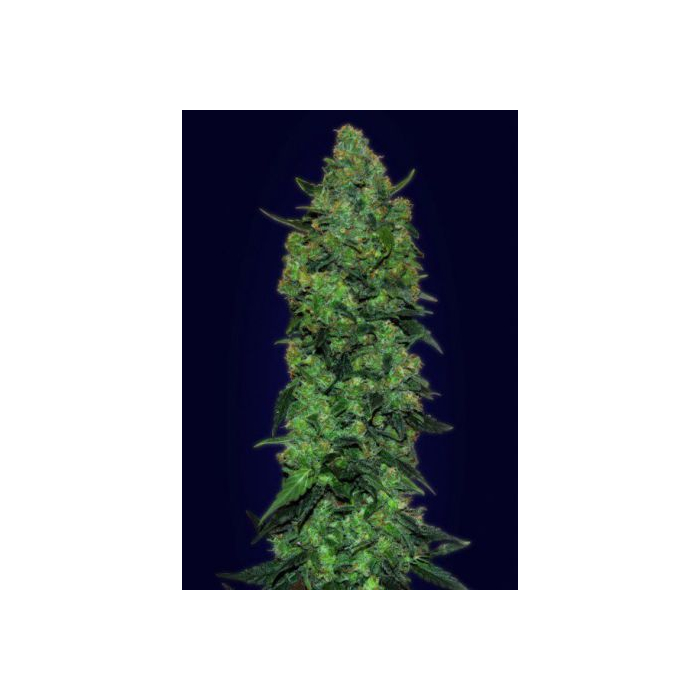 Auto Skunk Mass Auto Skunk Mass