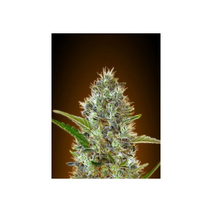 Auto Somango Auto Somango