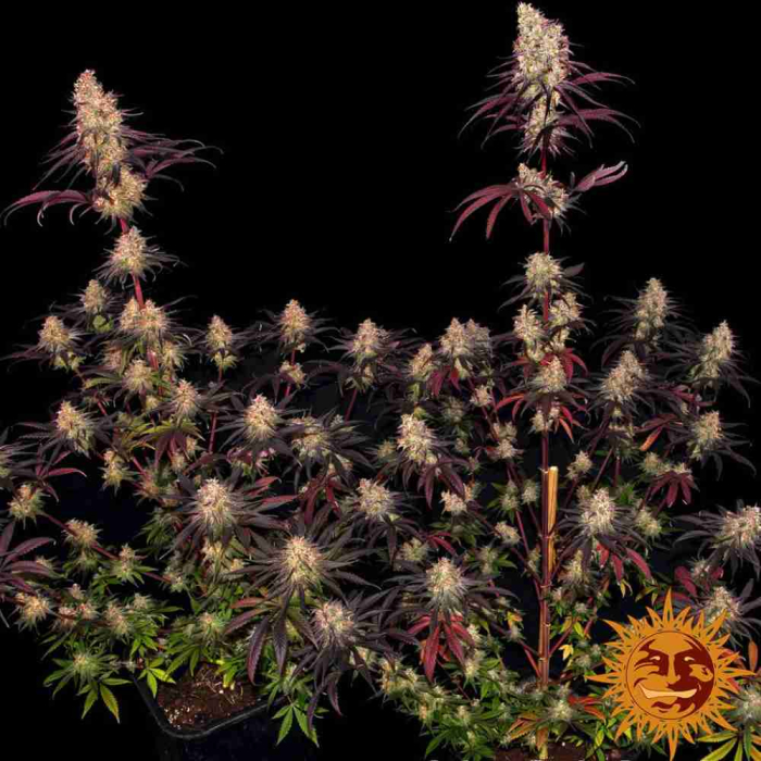 Ayahuasca Purple