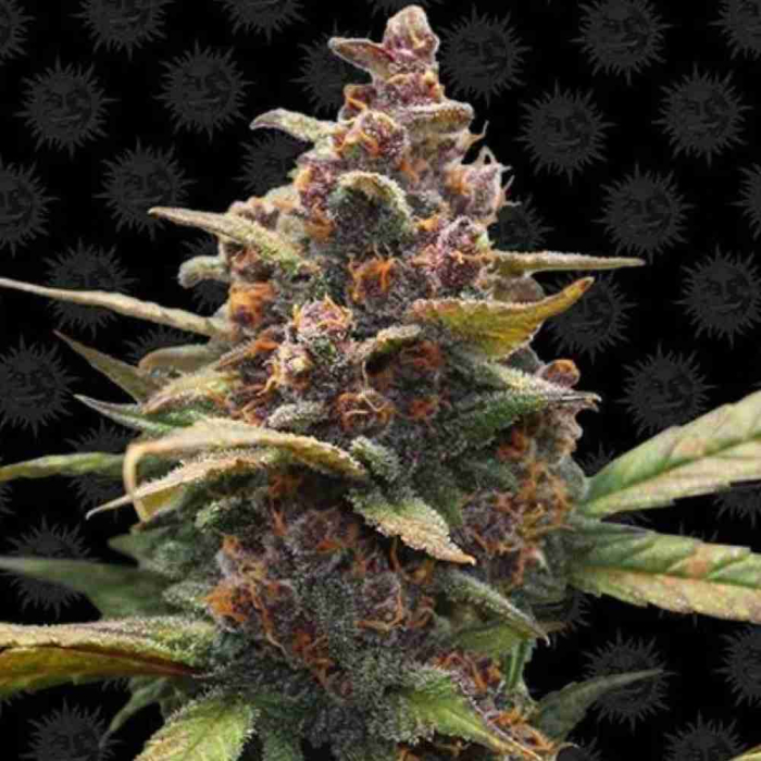 Ayahuasca Purple