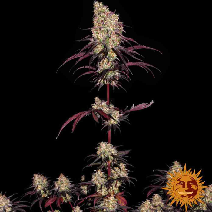 Ayahuasca Purple