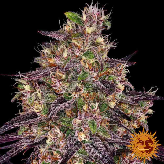 Ayahuasca Purple