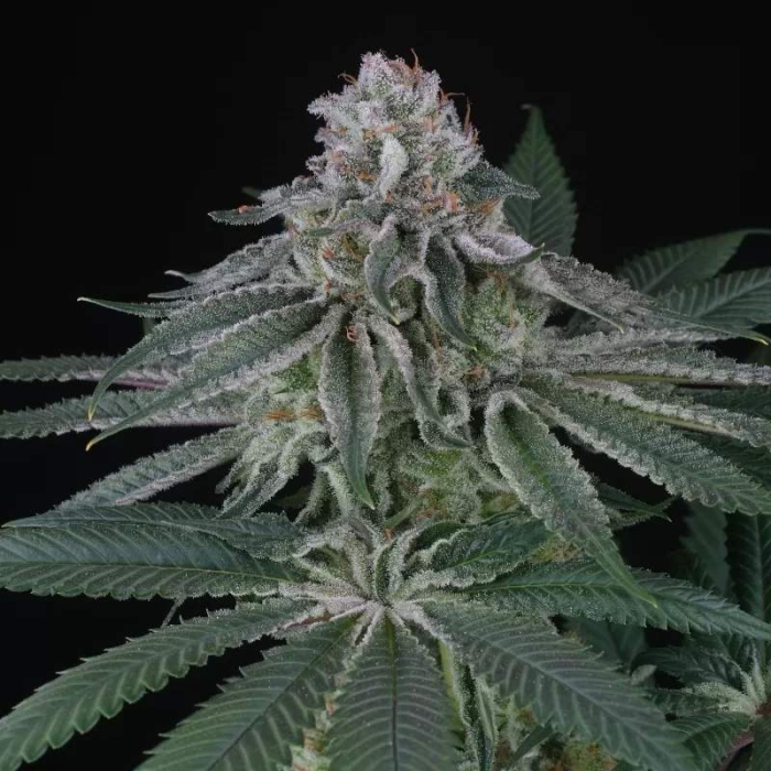 Backyard Banana (Backyard Candies x Banana Punch)