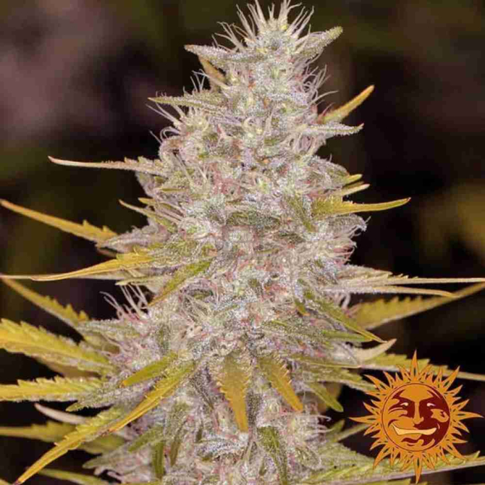 Bad Azz Kush