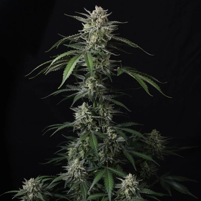 Banana Guava Auto
