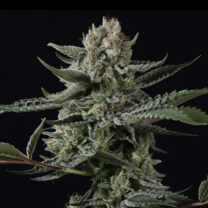 Banana Guava Auto