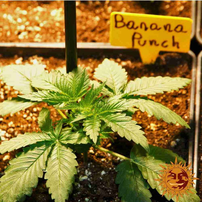 Banana Punch