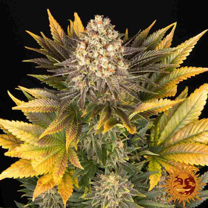 Banana Punch