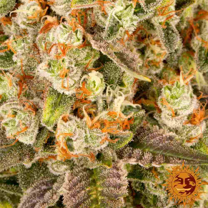 Banana Punch