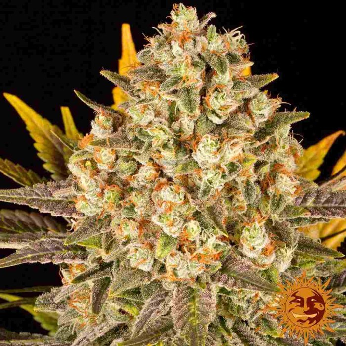 Banana Punch
